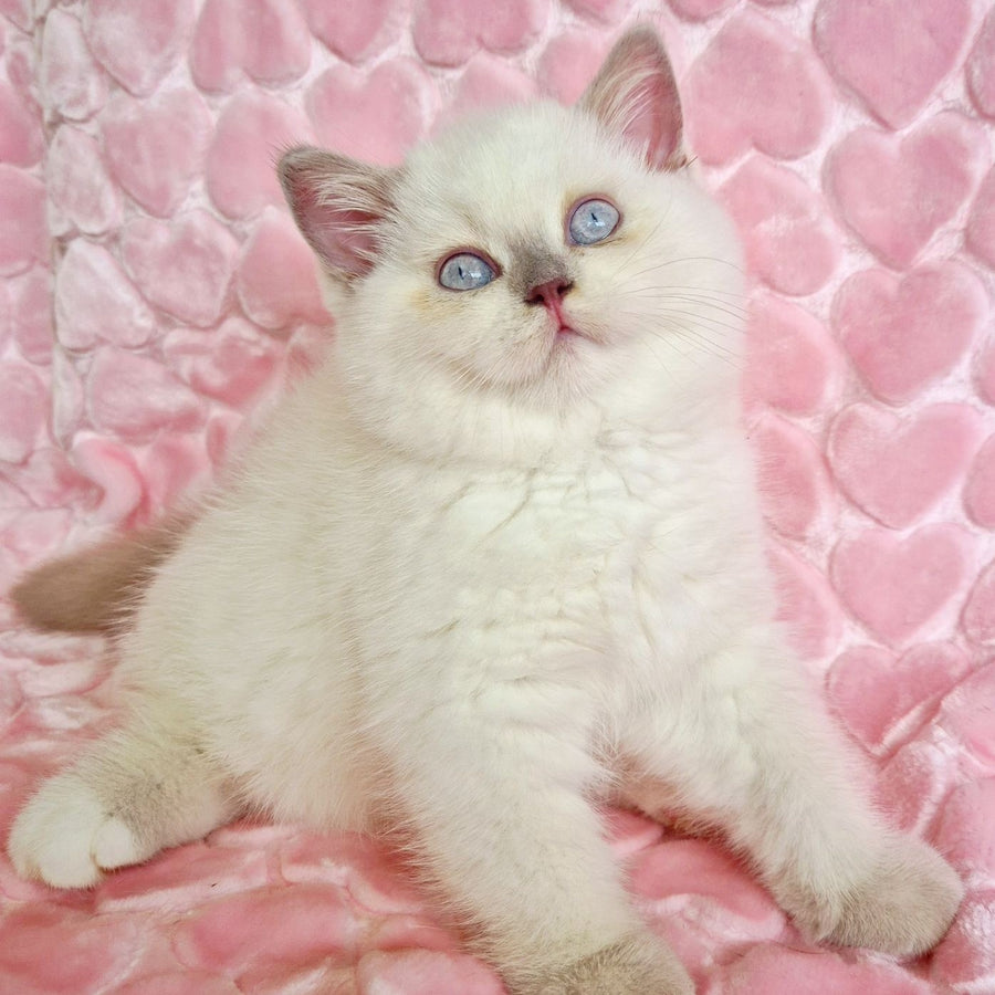 Jack British Shorthair male, fawn pointed