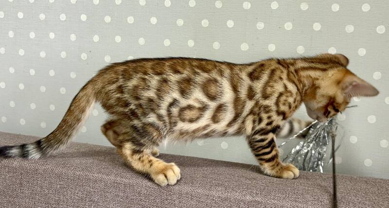 Texas Bengal male black spotted tabby - live animals