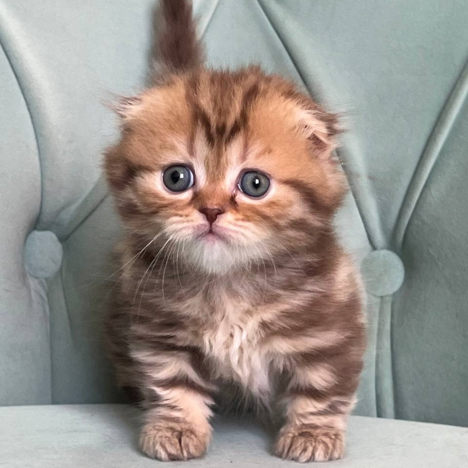 Lika Munchkin female, chocolate tabby