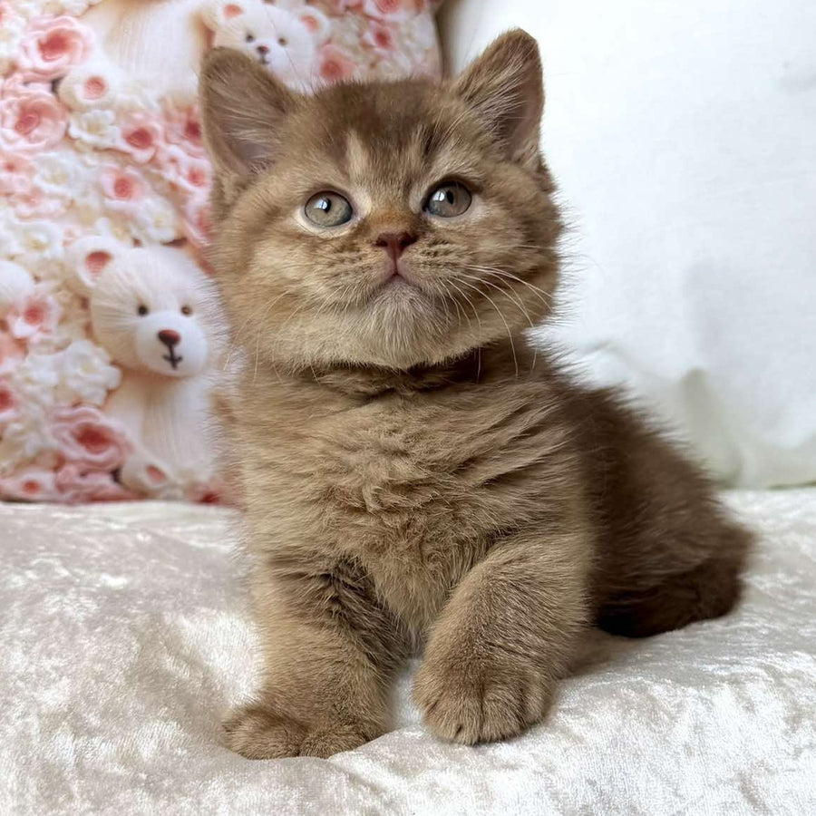Ming British Shorthair male, cinnamon ticked tabby