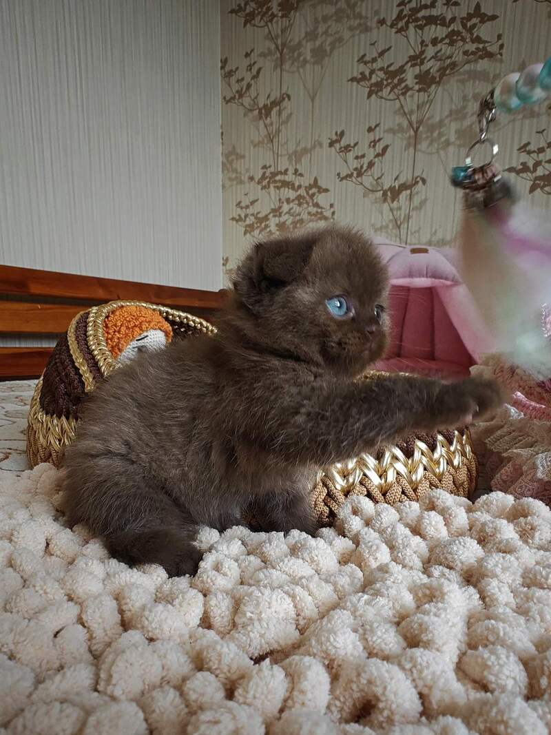 Unikum Scottish Fold male, chocolate