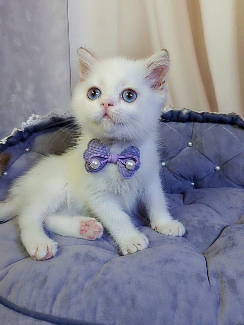 Kevin British Shorthair male cinnamon golden chinchilla pointed - live animals