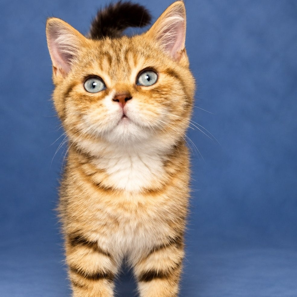 Leopold British Shorthair male, chocolate golden tabby with white