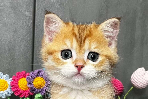 Joker Scottish Straight male black golden spotted tabby live animals