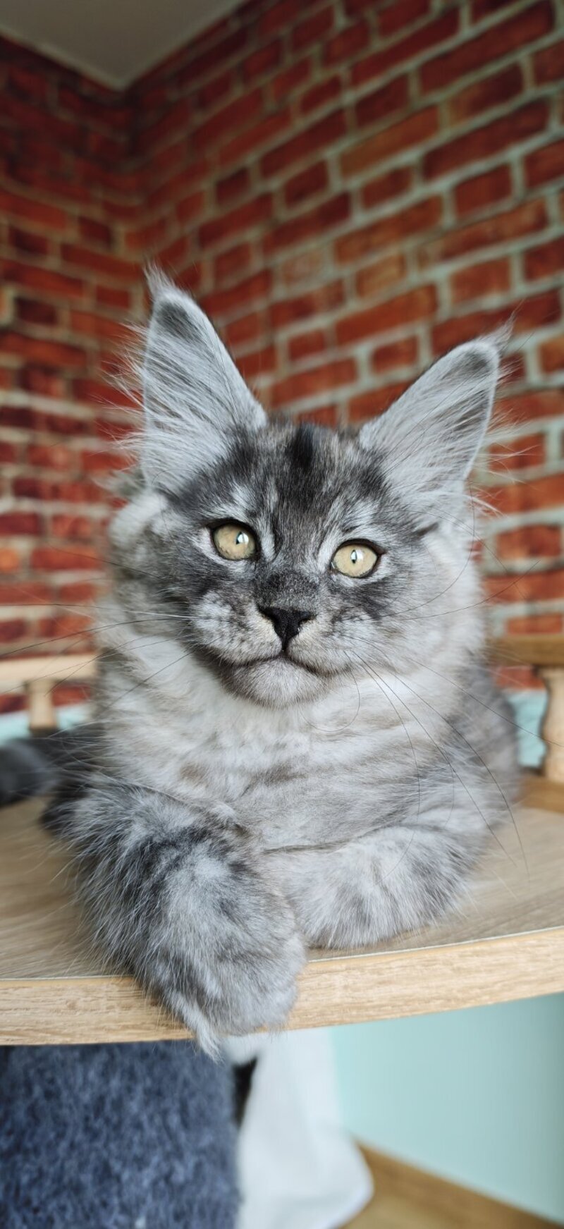 Freya Maine Coon female, black silver
