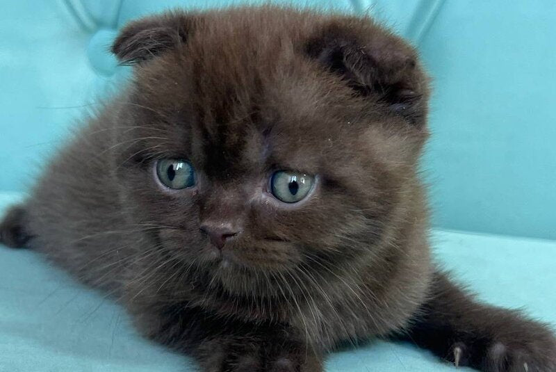 Badi Scottish Fold male, chocolate