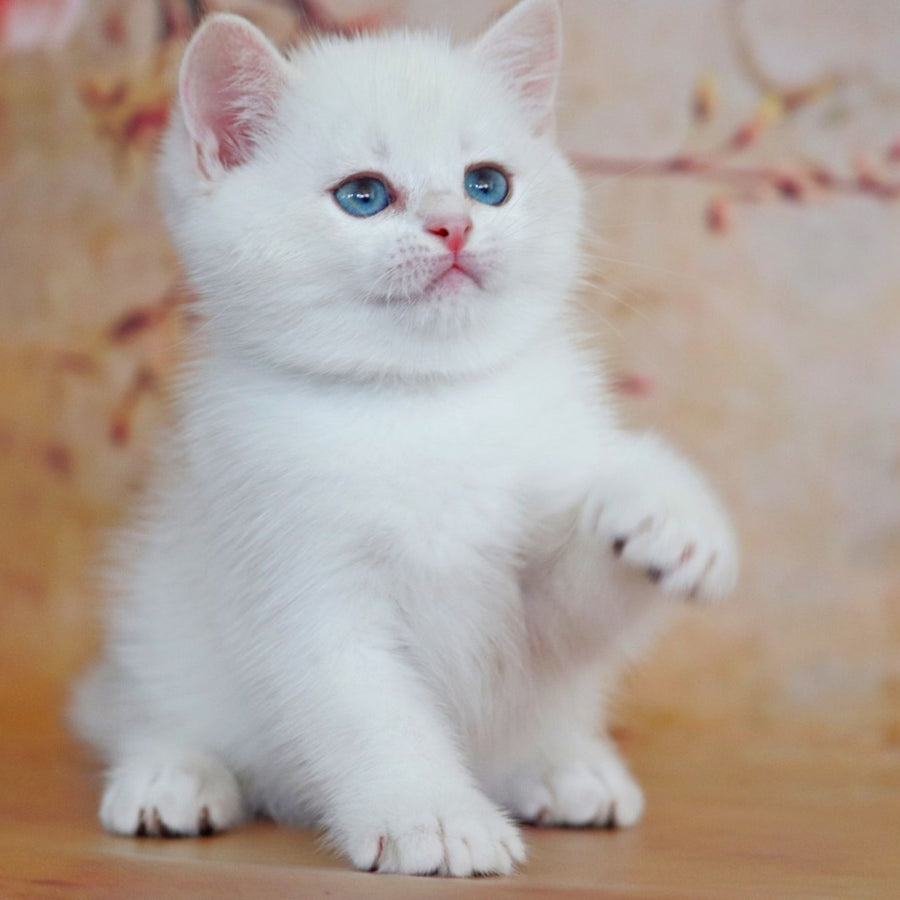 Yanis British Shorthair male, black golden chinchilla pointed
