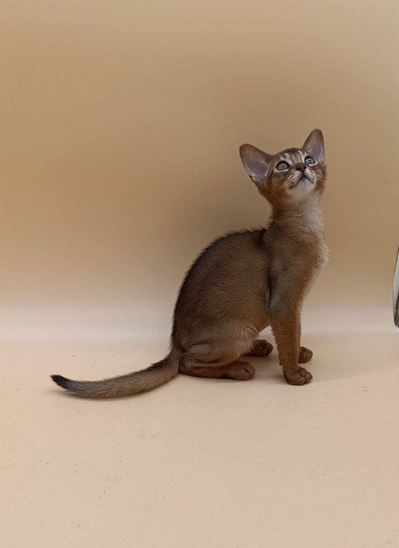 Lucky Abyssinian male ruddy - live animals