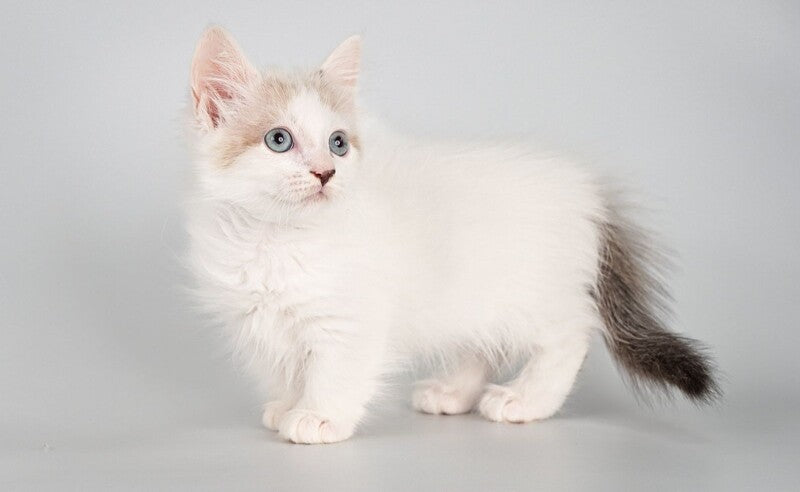 Yogurt Munchkin male, seal pointed van