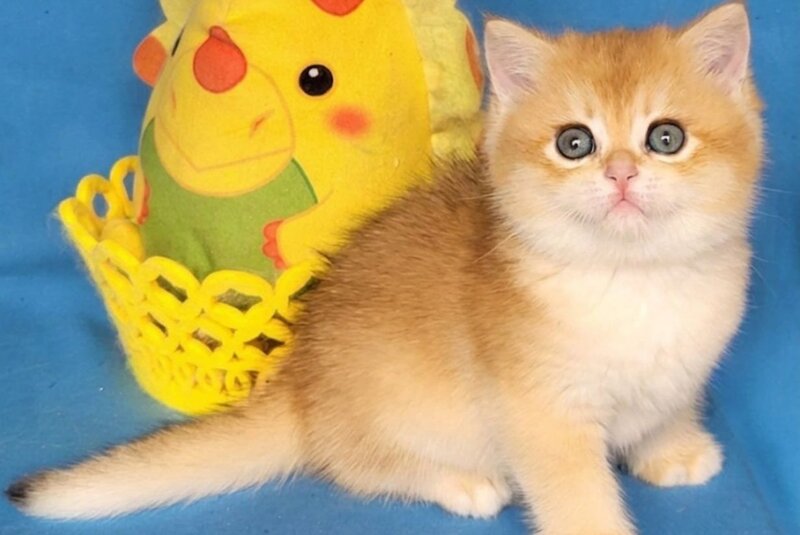 Xenon British Shorthair male, black golden chinchilla