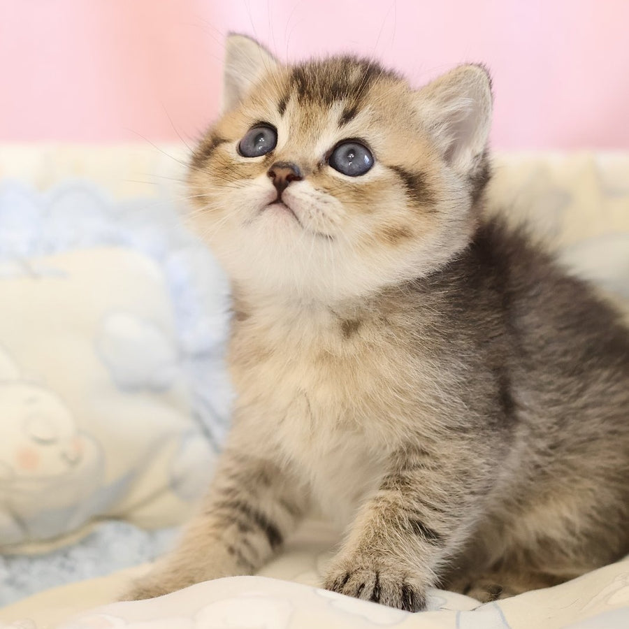 Edmond Scottish Straight male, black golden ticked tabby