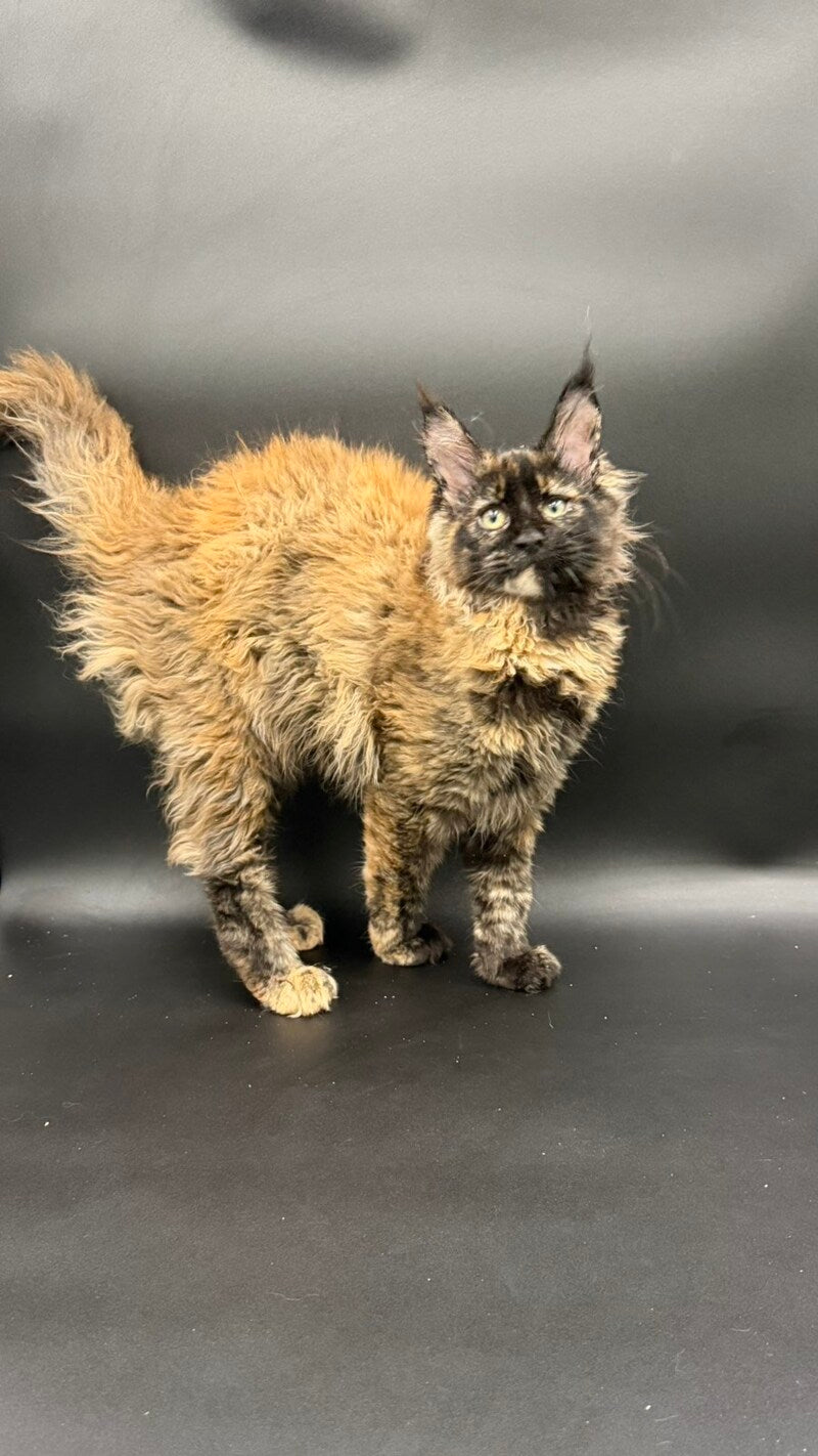 Wetta Maine Coon female black tortie - live animals