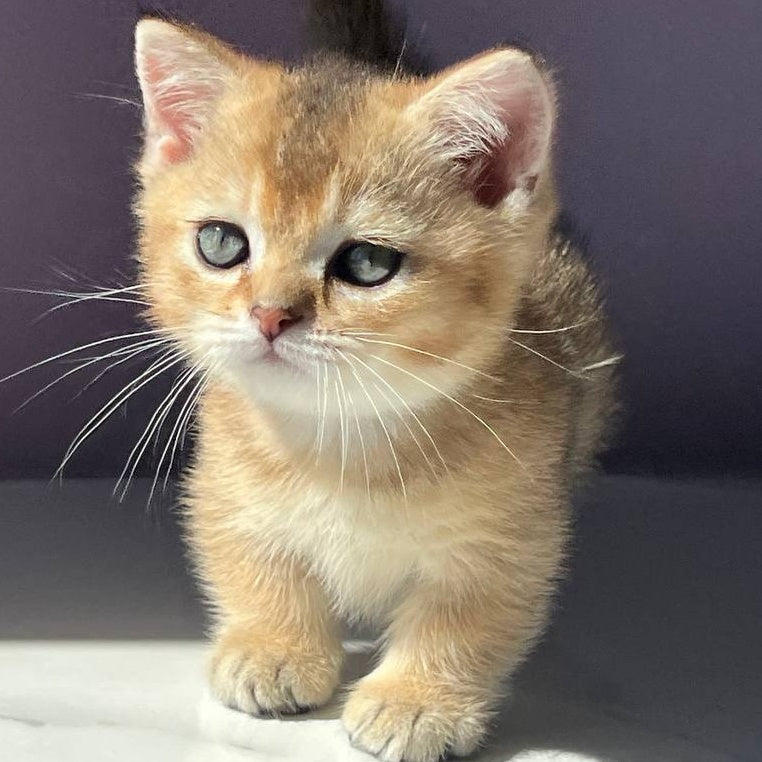Bill Munchkin male, black golden ticked tabby