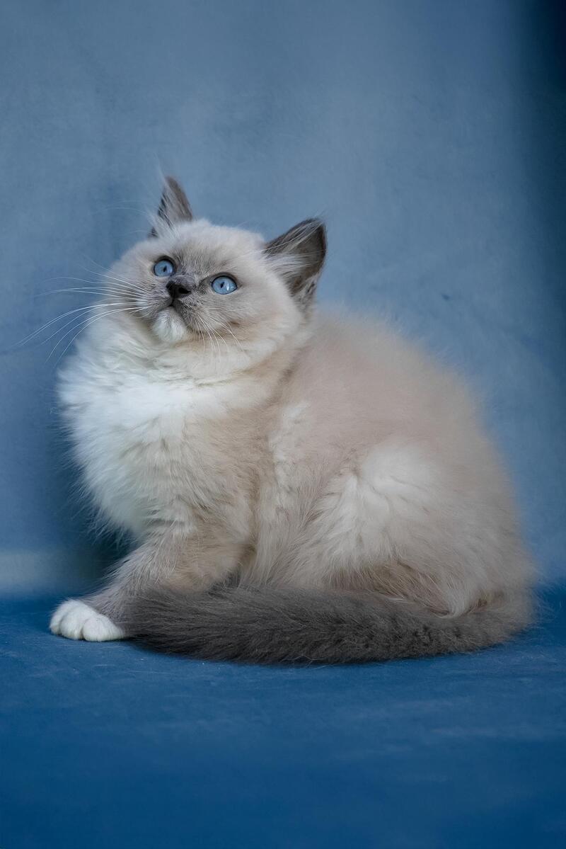 Nox Ragdoll male, blue mitted