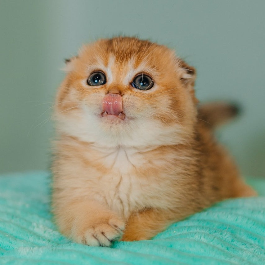 Eva Scottish Fold female, black golden ticked tabby