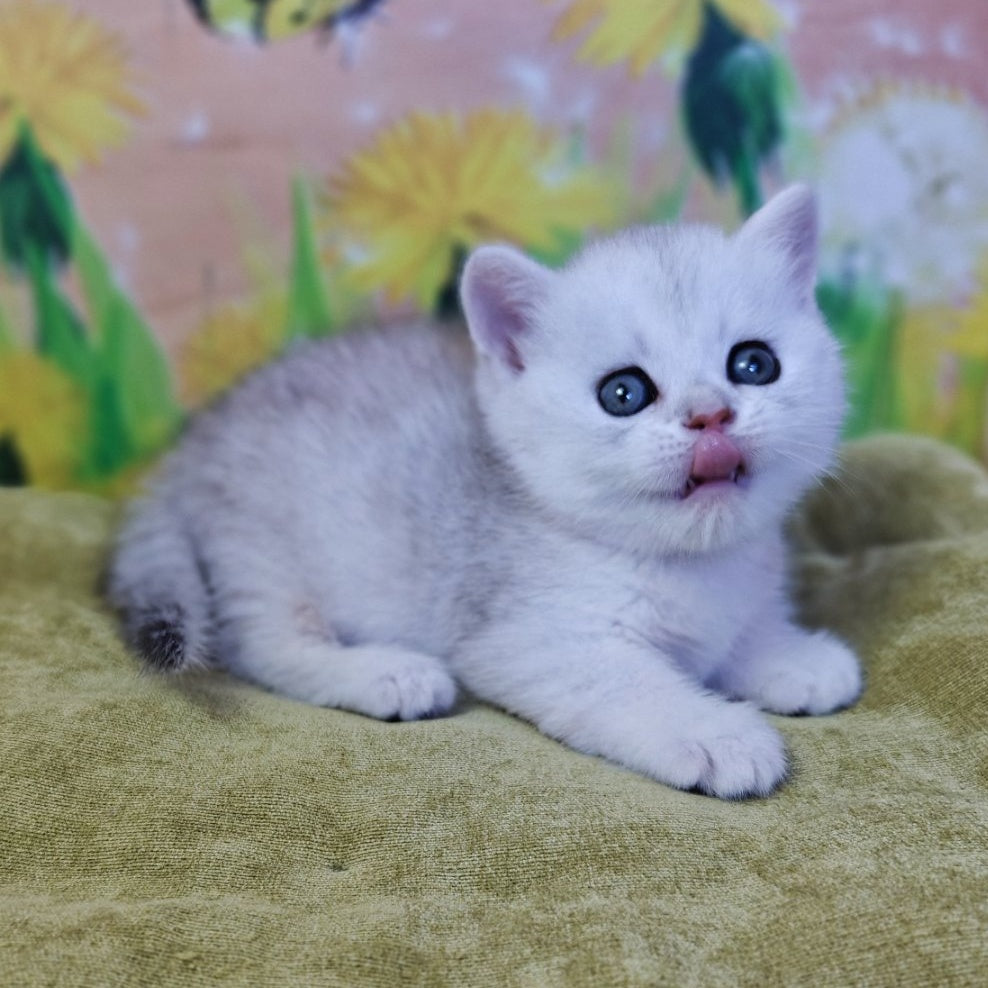 Ariel Munchkin female, black silver spotted tabby