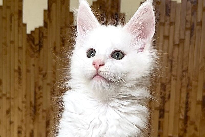 Usik Maine Coon polydactyl male, white