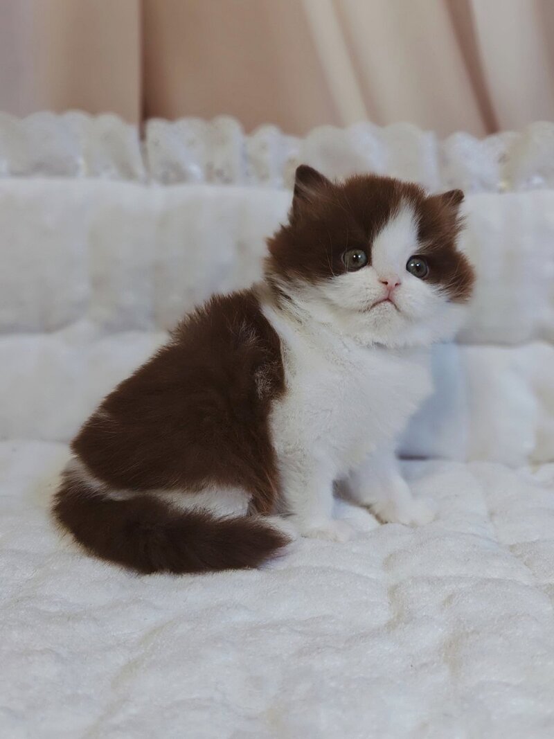 Diamond British Longhair male chocolate bicolour live animals