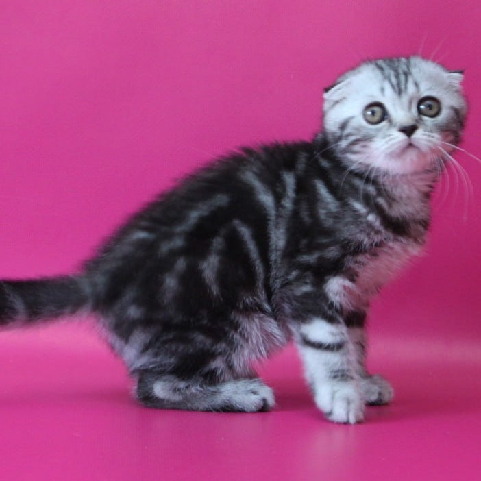 Sienna Scottish Fold female, black silver tabby