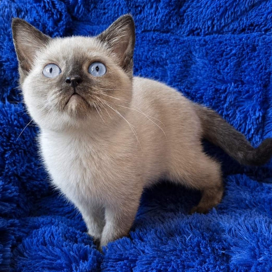 Laura British Shorthair female, black tortie pointed