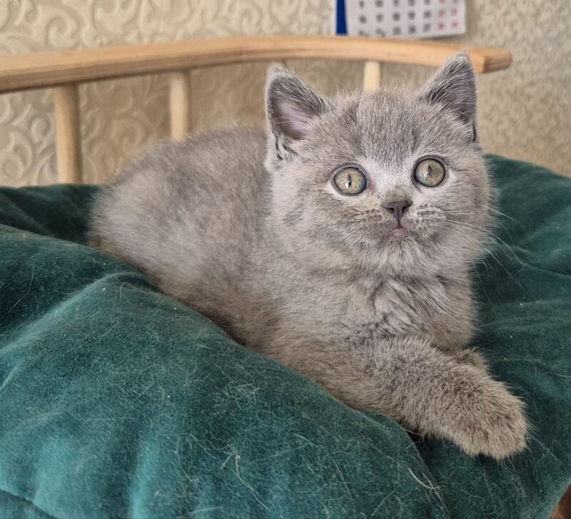 Kira Scottish Straight female blue - live animals