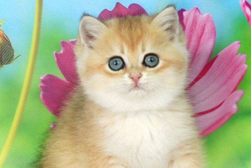 Quentin British Shorthair male black golden shaded - live animals