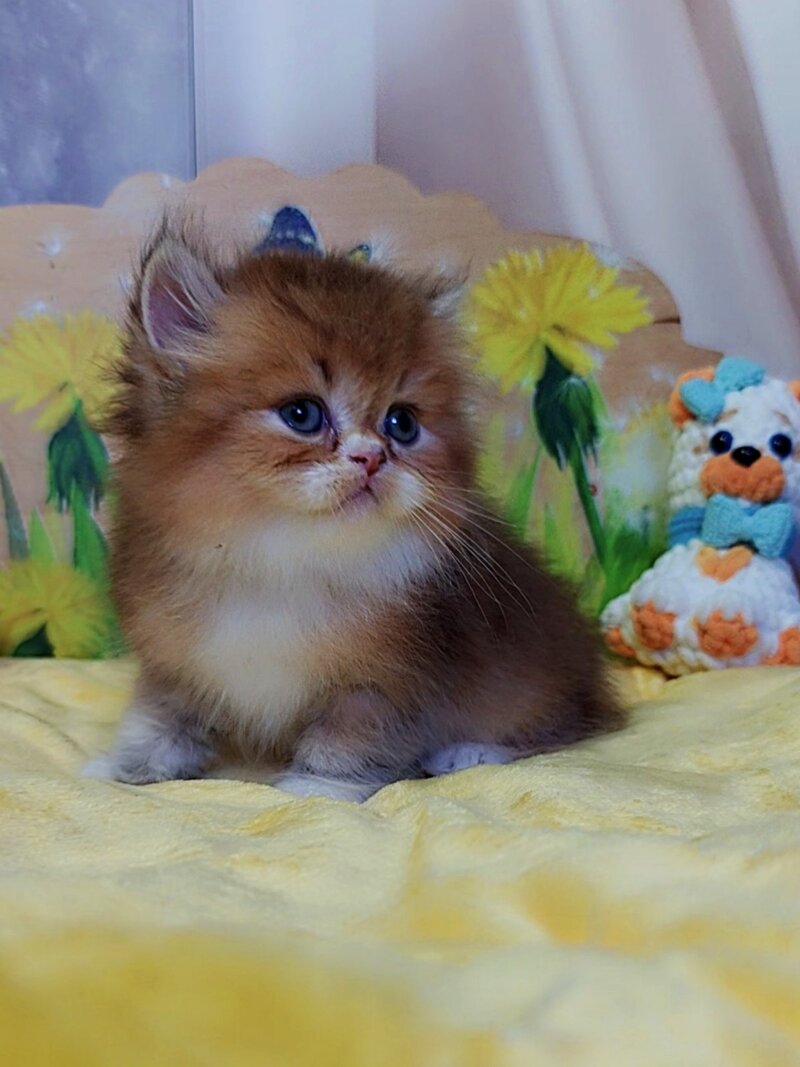 Nox British Longhair male, chocolate golden ticked tabby