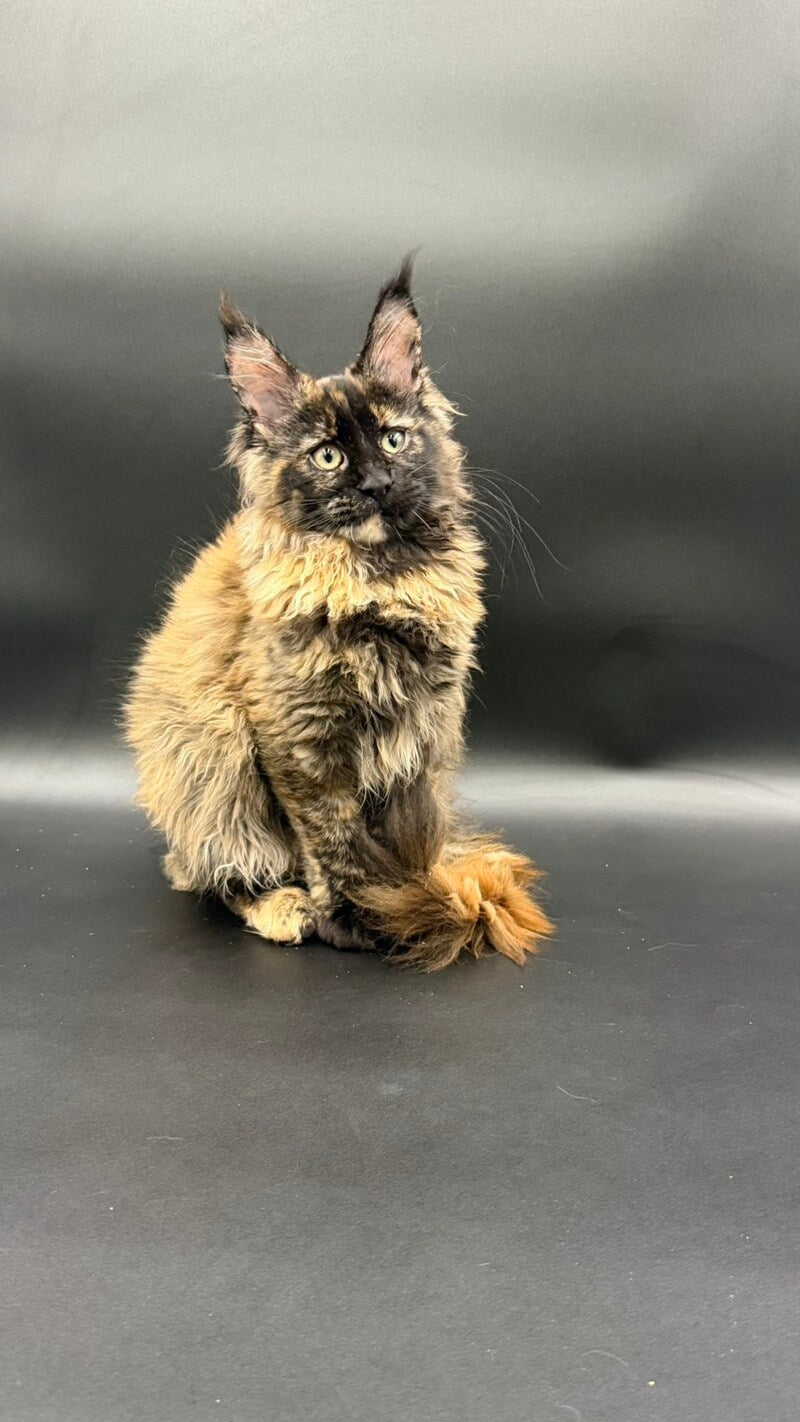Wetta Maine Coon female black tortie - live animals