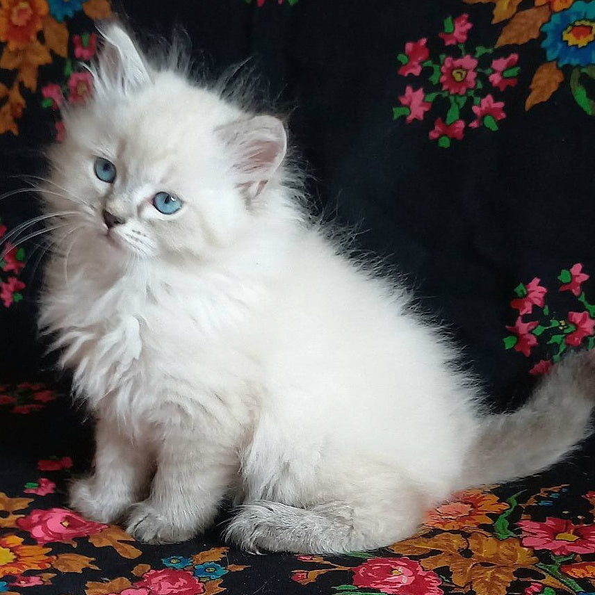 Maurice Siberian male, black tabby pointed