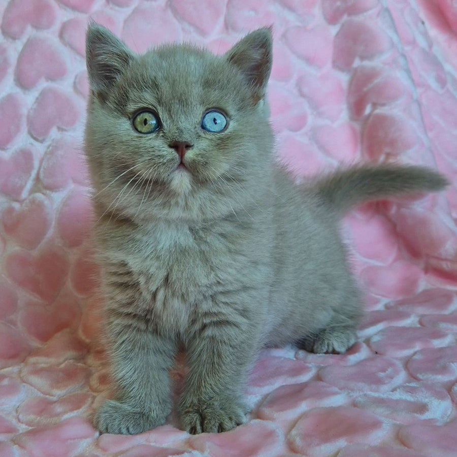 Jessica British Shorthair female, lilac with white