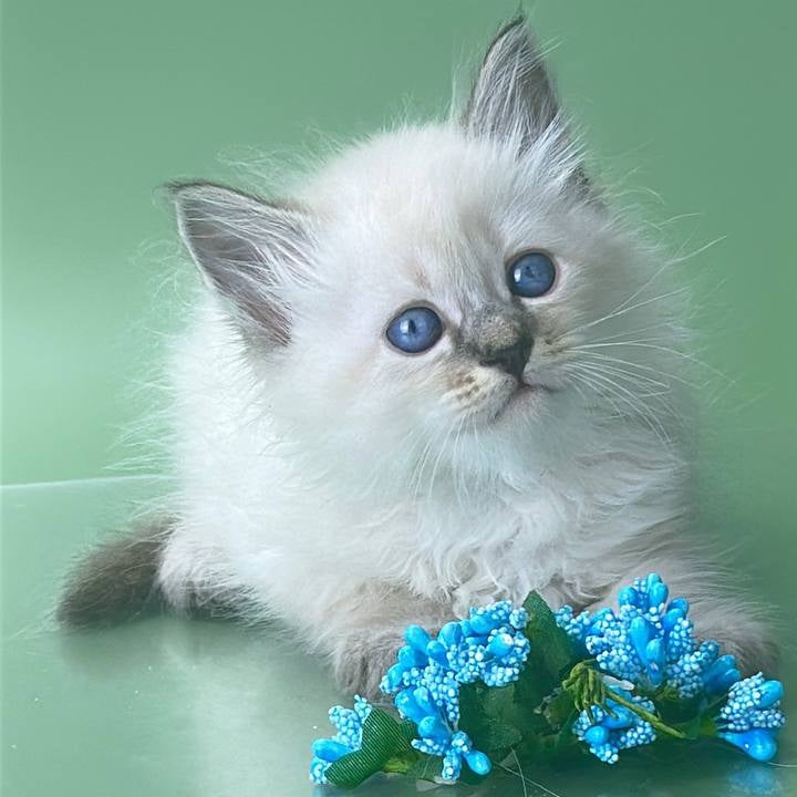 Archer Siberian male, seal tabby pointed