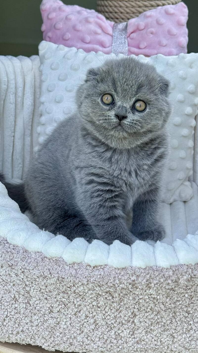 Tokyo Scottish Fold male, blue