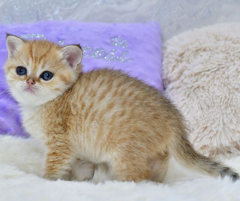 Eva British Shorthair female, black golden spotted tabby