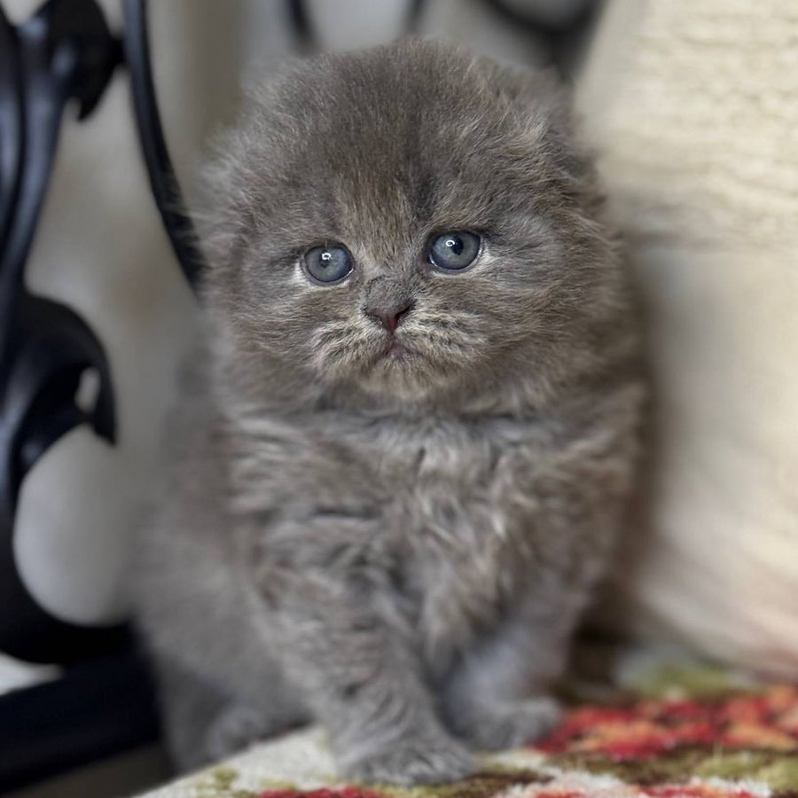 Bobby Scottish Fold female, black silver shaded
