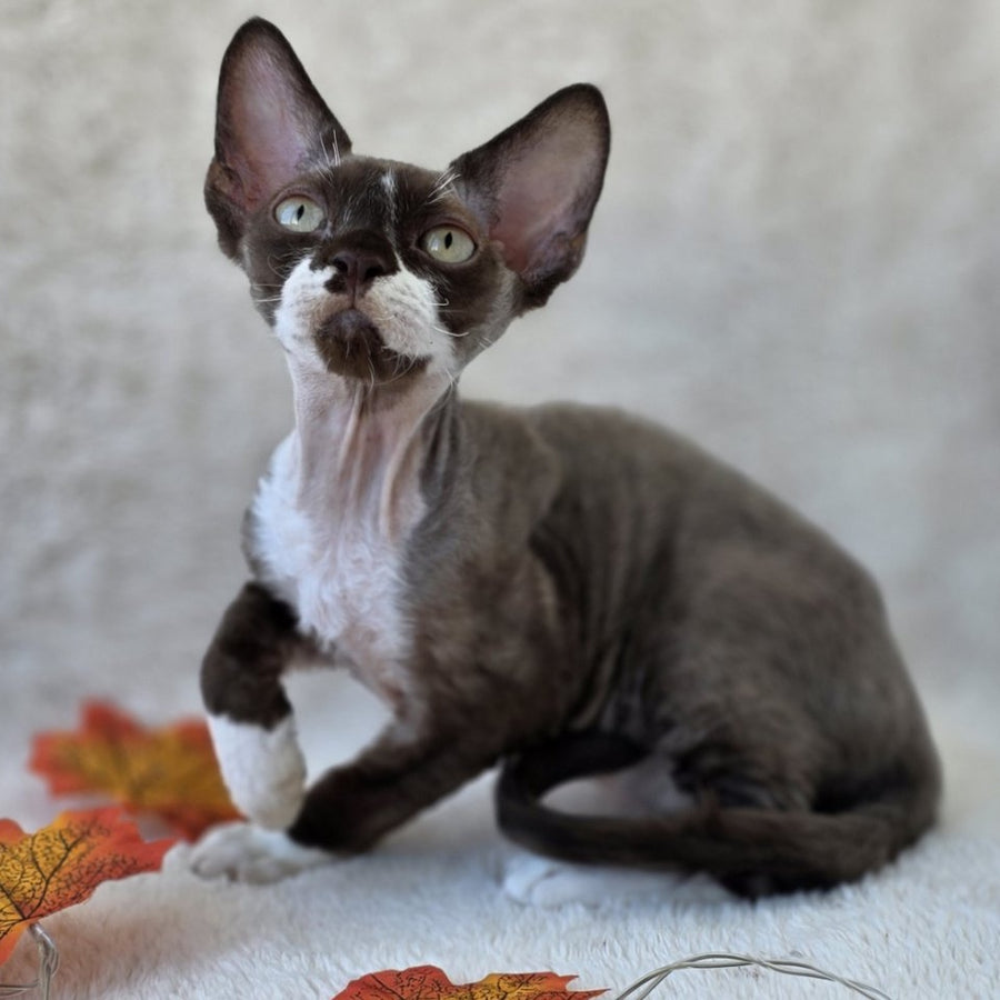 Eclair Devon Rex male, chocolate bicolour
