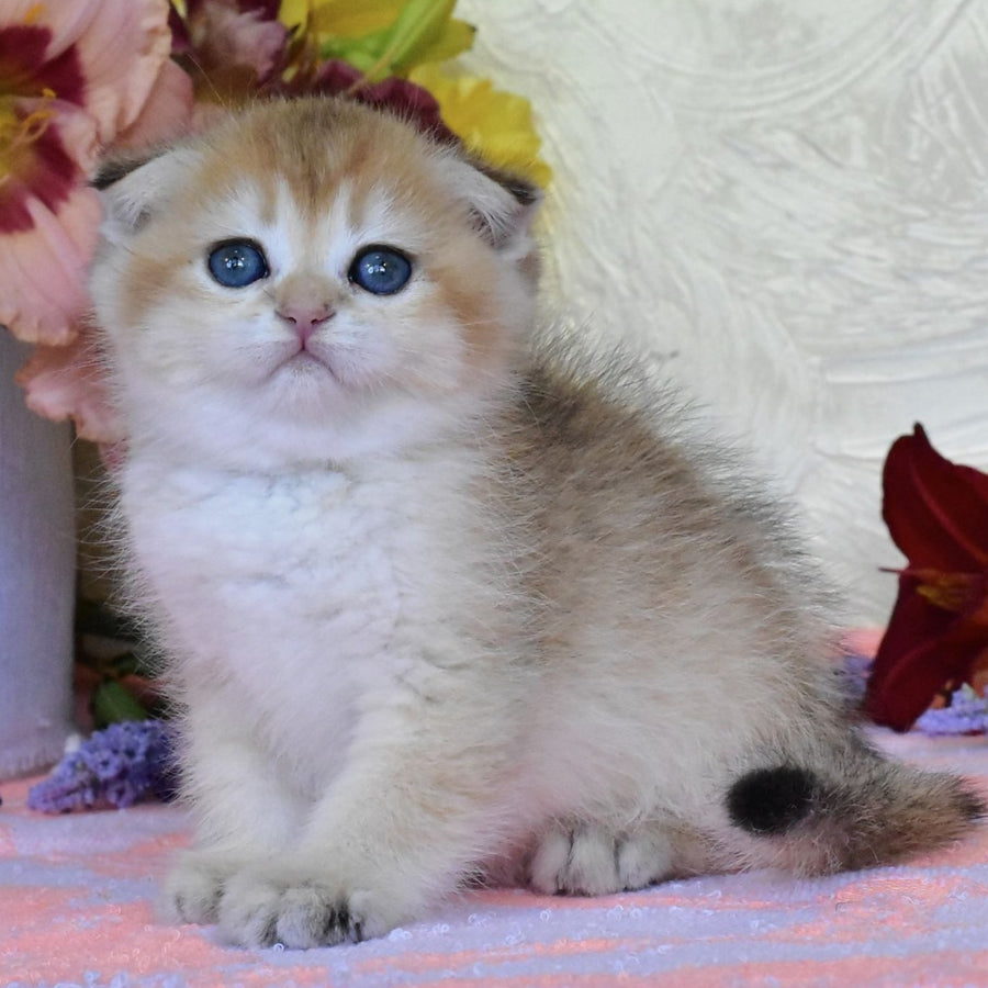 Ecler Scottish Fold male, black golden shaded