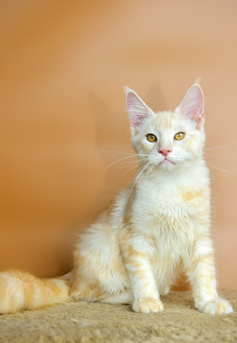 Umberto Maine Coon male, red silver tabby