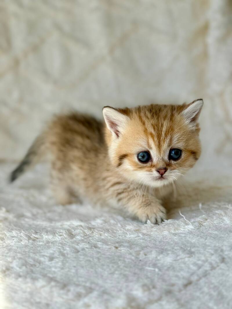 Ziva Munchkin female black golden spotted tabby - live animals