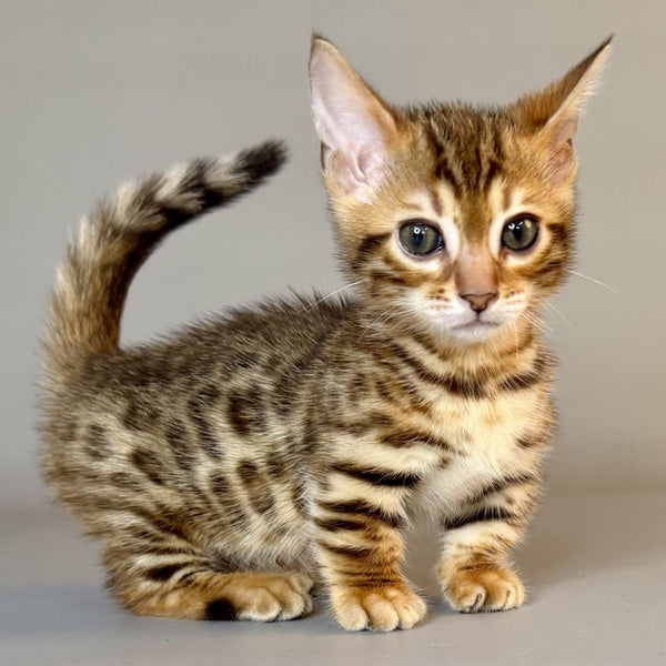 Patch Munchkin male, black golden spotted tabby