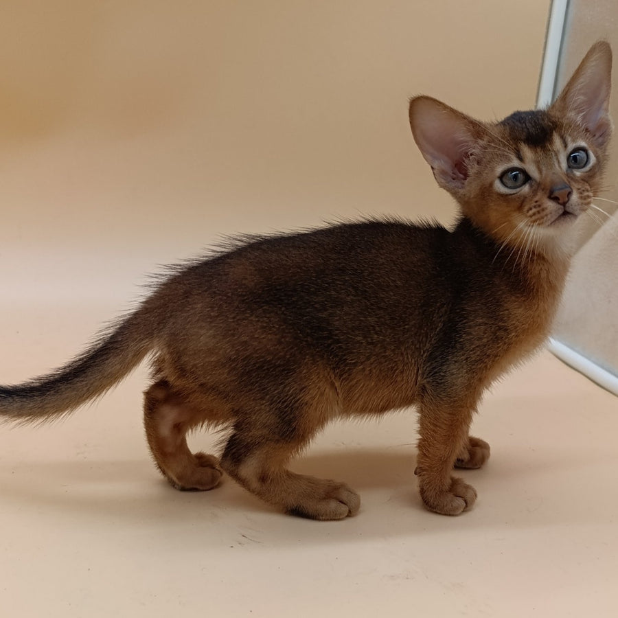 Mikkel Abyssinian male, ruddy
