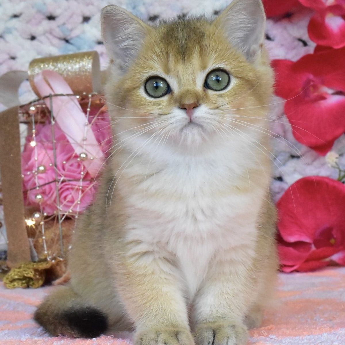 Hummer British Shorthair male, black golden shaded