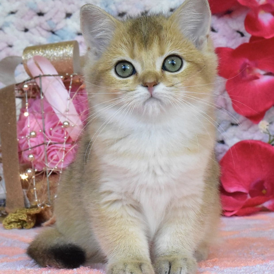 Hummer British Shorthair male, black golden shaded