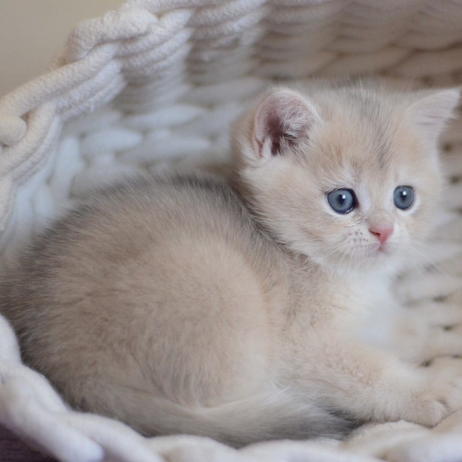 Yannis British Shorthair male, blue golden chinchilla