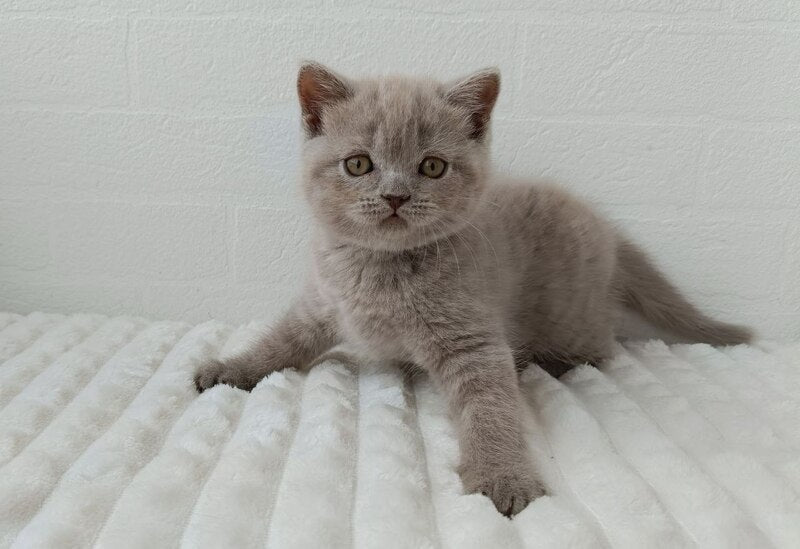 Vanessa Scottish Straight female lilac - live animals