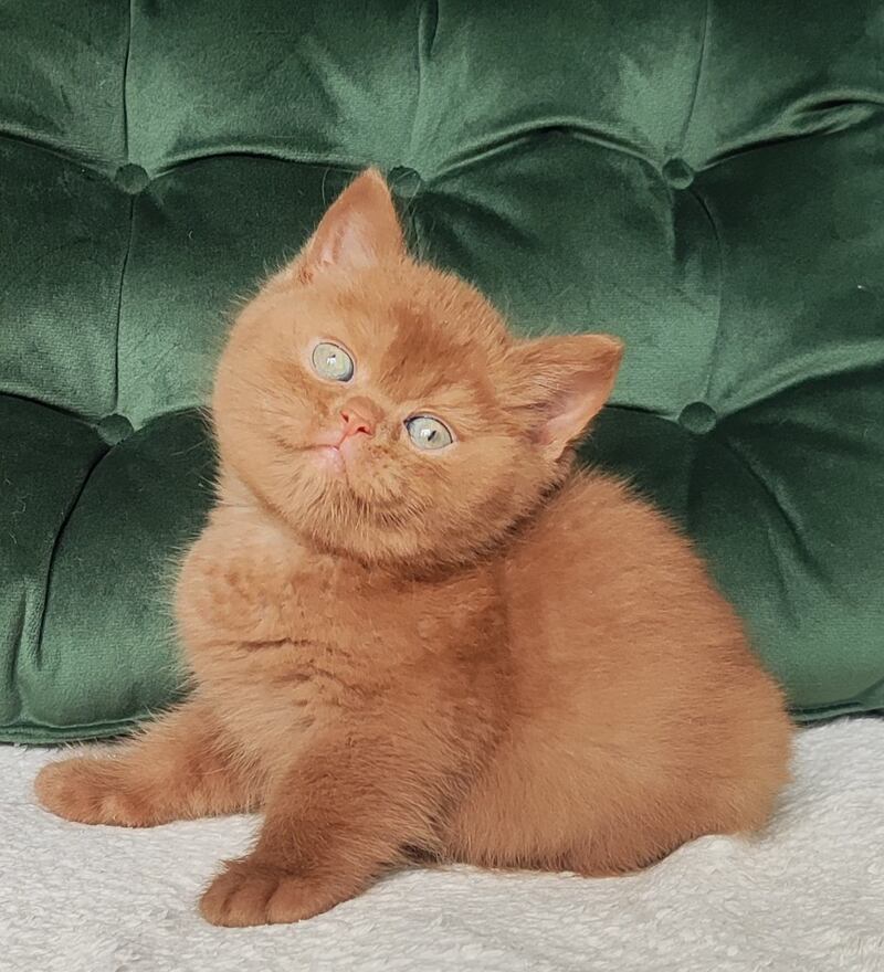 Uliy British Shorthair male cinnamon - live animals