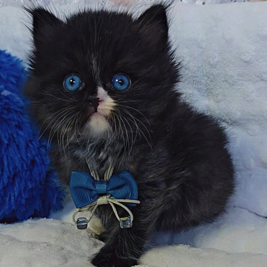 Vision Scottish Straight male, black with white