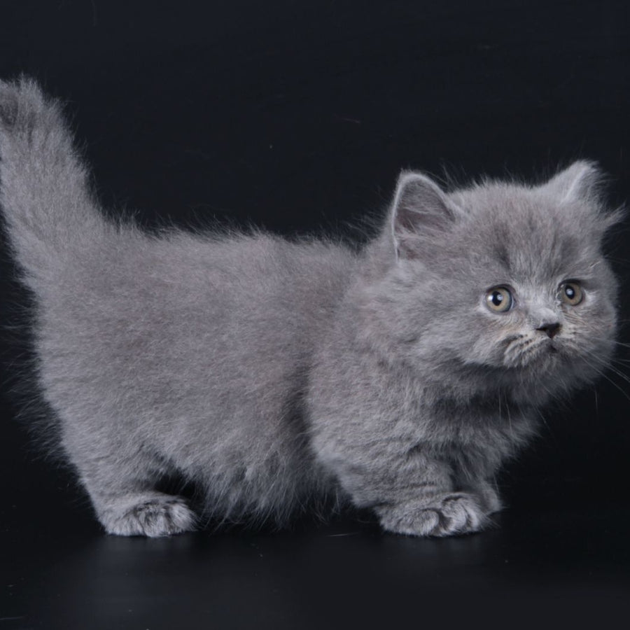 Waldoon Munchkin male, blue