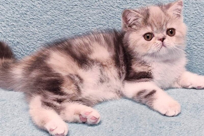 Candy Exotic female, blue tortie tabby bicolour