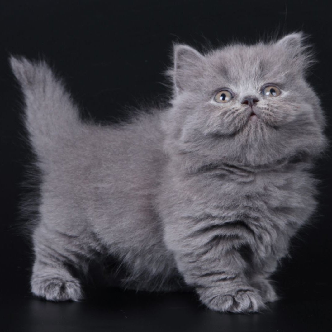 Waldoon Munchkin male, blue