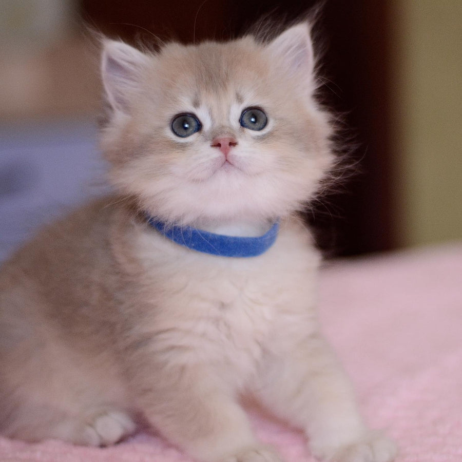 Yappy British Longhair male, blue golden chinchilla